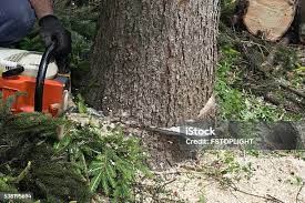 Best Commercial Tree Services  in Mill Creek, WA
