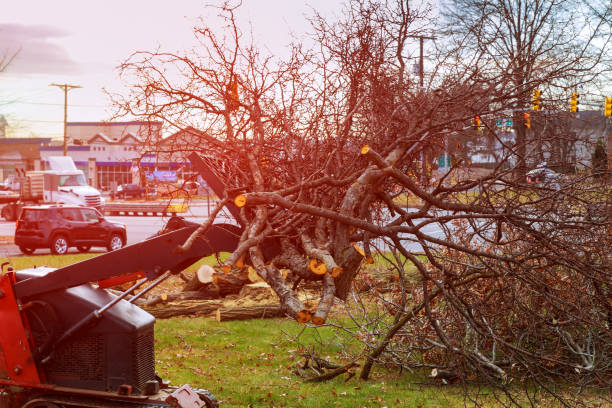 Best Storm Damage Tree Cleanup  in Mill Creek, WA