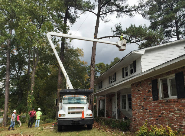 Best Tree Disease Treatment  in Mill Creek, WA
