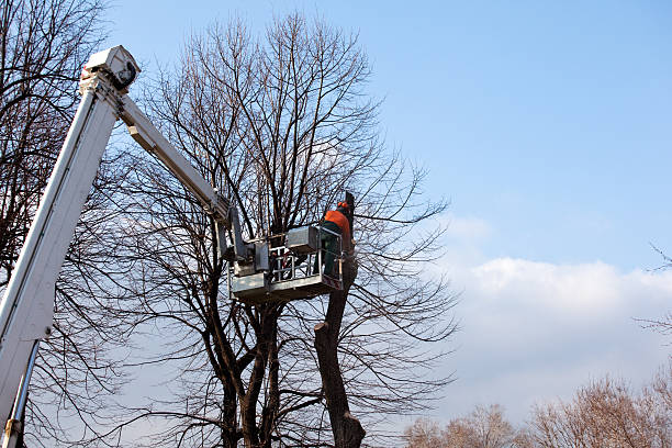 Trusted Mill Creek, WA Tree Care Experts